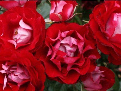 Růže 'Rose der Einheit®' (Balení speciální balení)