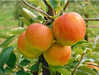 Jabloň sloupovitá Pomforyou 'Lancelot'  Malus domestica Pomforyou 'Lancelot'