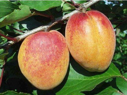 Meruňka 'Vestar'  Prunus armeniaca ´Vestar´