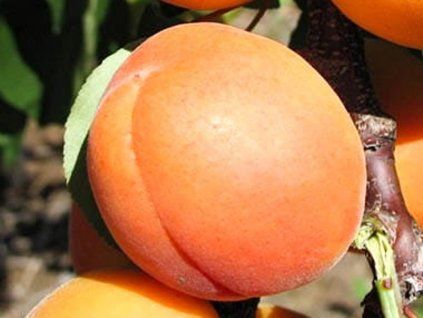 Meruňka 'Candela'  Prunus armeniaca 'Candela'