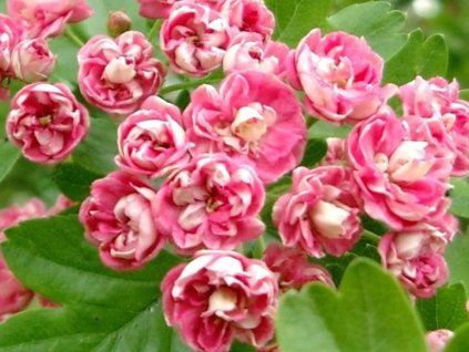 rosea