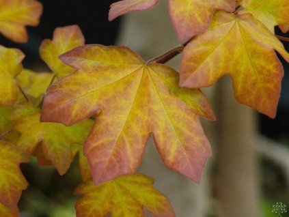 Acer Minorient (1)