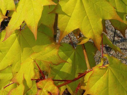 aureum