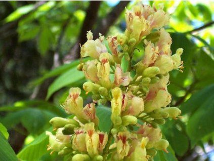 burning gold