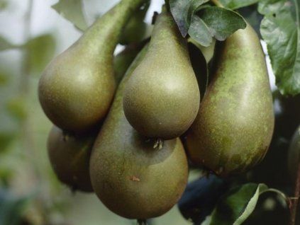 Hrušeň 'Pillar Pear' - kontejner  Pyrus communis 'Pillar Pear'