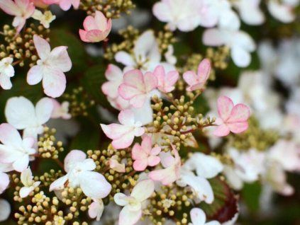 pinkaway