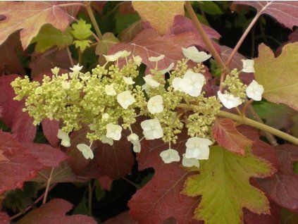 Hortenzie dubolistá 'Burgundy'  Hydrangea quercifolia 'Burgundy'