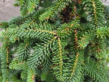 Abies pinsapo 'Pendula' (4)