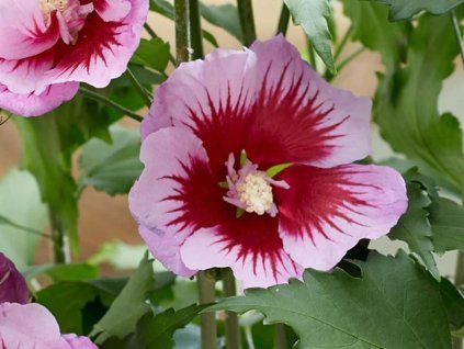 flower tower purple