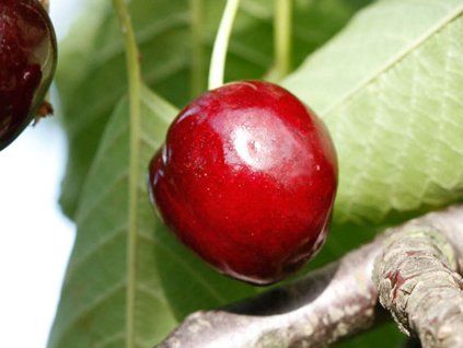 Třešeň 'Troprichterova'  Prunus avium 'Troprichterova'