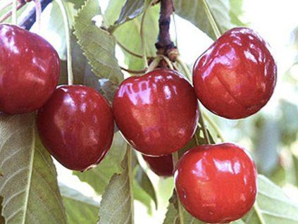 Třešeň 'Germersdorfská'  Prunus avium 'Germersdorfská'