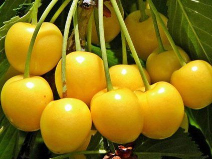 Třešeň 'Droganova'  Prunus avium 'Droganova'