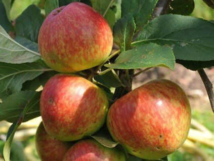 Jabloň 'Stark Earliest'  Malus domestica 'Stark Earliest'