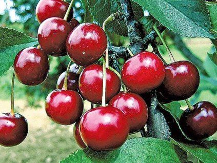 Višeň 'Vackova'  Prunus cerasus 'Vackova'