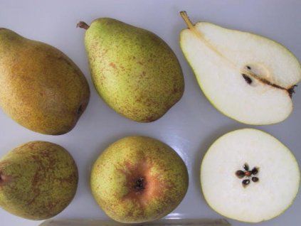 Hrušeň 'President Mas'  Pyrus communis 'President Mas'