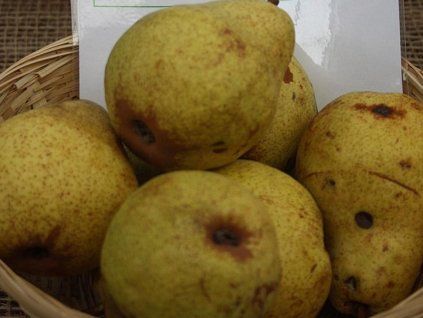 Hrušeň 'Blumenbachova'  Pyrus communis 'Blumenbachova'