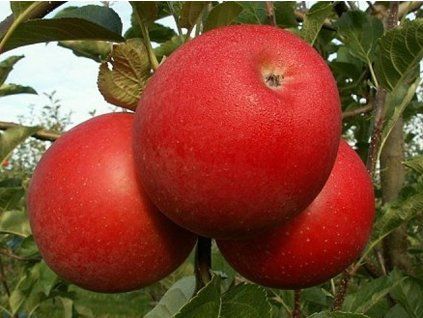 Jabloň 'Bohemia'  Malus domestica 'Bohemia'