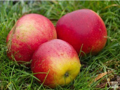 Jabloň 'Matčino'  Malus domestica 'Matčino'