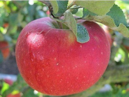 Jabloň 'Panenské české'  Malus domestica 'Panenské české'