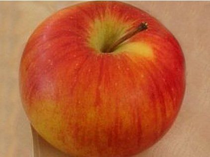 Jabloň 'Zlatá Reneta (Parména Zlatá)'  Malus domestica 'Zlatá Reneta (Parména Zlatá)'