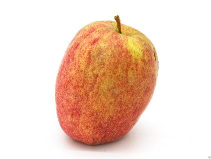 Jabloň 'Řehtáč soudkovitý'  Malus domestica 'Řehtáč soudkovitý'