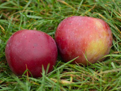 Jabloň 'Spartan'  Malus domestica 'Spartan'