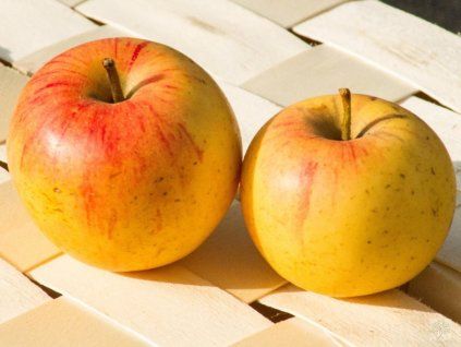 Jabloň 'Švýcarské oranžové'  Malus domestica 'Švýcarské oranžové'