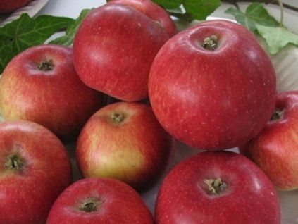 Jabloň 'Malinové holovouské'  Malus domestica 'Malinové holovouské'