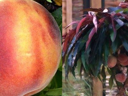 Broskvoň zakrslá DUO 'Amber Pix Zee + Crimson Bonfire'  Prunus persica 'Amber Pix Zee'