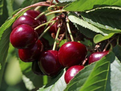 Višeň 'Achat®'  Prunus cerasus 'Achat'