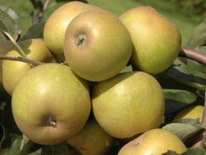 Jabloň 'Kožená Reneta'  Malus domestica 'Kožená Reneta'