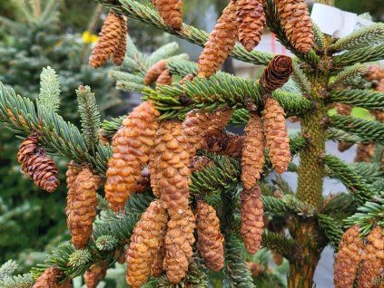 Picea glauca 'Coerulea Hudsonica'2 (2)