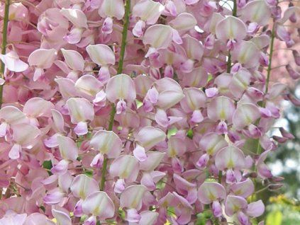 vist�rie rosea