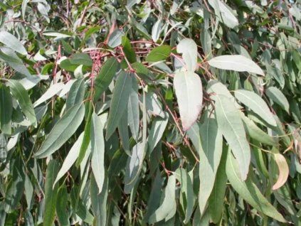 blahovi�n�k rostrata