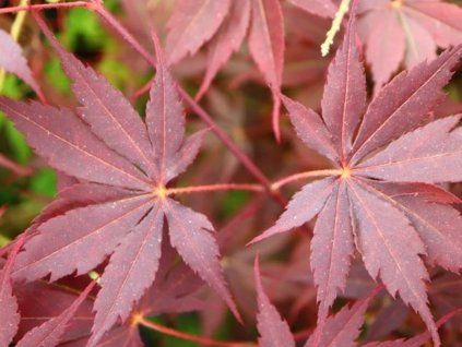Javor dlanitolistý 'Peve Stanley'  Acer palmatum 'Peve Stanley'