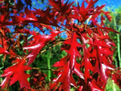 splendens