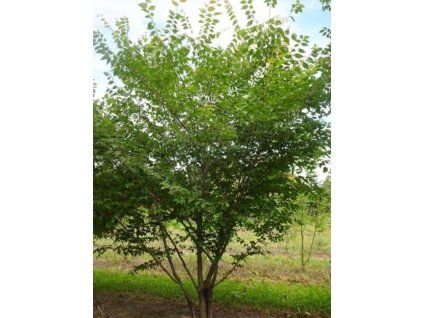 zelkova