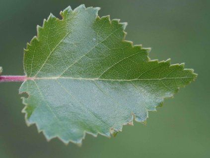 Bříza pýřitá  Betula pubescens