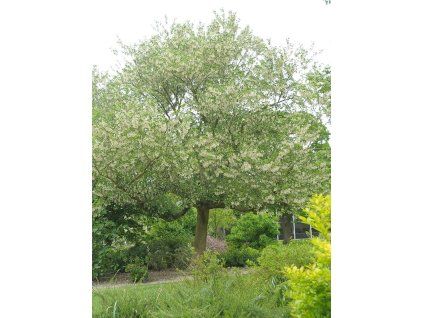 pterostyrax