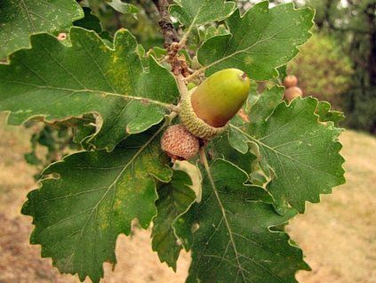 pubescens