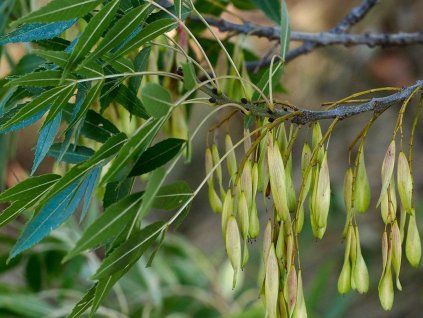 augustifolia