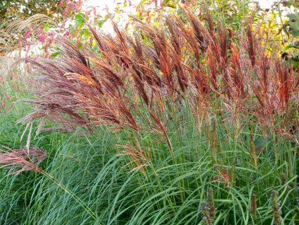 Ozdobnice čínská 'Red Chief'- Miscanthus sinensis 'Red Chief'  Miscanthus sinensis 'Red Chief'