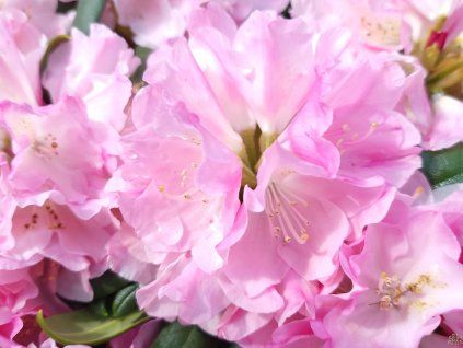 110184 4 110184 4 rhododendron polaris 2