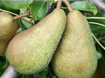 Hrušeň 'Triumph de Vienne'  Pyrus communis 'Triumph de Vienne'