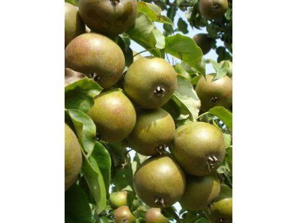 Hrušeň 'Gieser Wildeman'  Pyrus communis ´Gieser Wildeman´