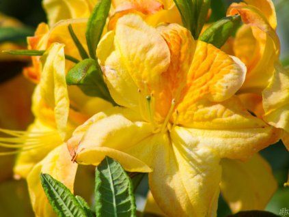 Azalea St.Lem (2)