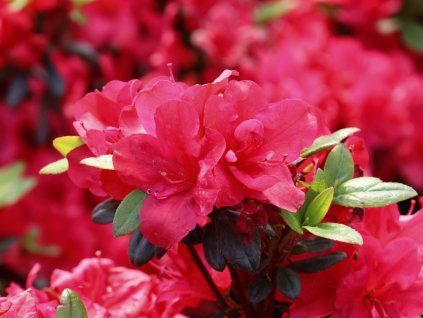 Japonská azalka 'Little Red'  Azalea japonica 'Little Red'