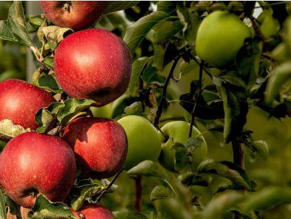 Jabloň 'Elstar+Golden Delicious'  Malus domestica´Elstar+Golden Delicious´