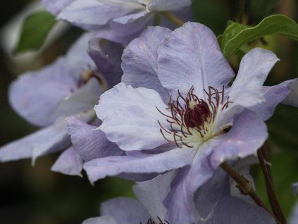 clematis blue cotillion co 2l klematis sinata kolekcia 6701293e80366 1920x1920