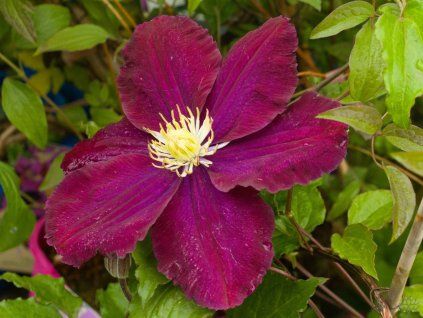 Clematis 'The Heroes of Warsaw'
